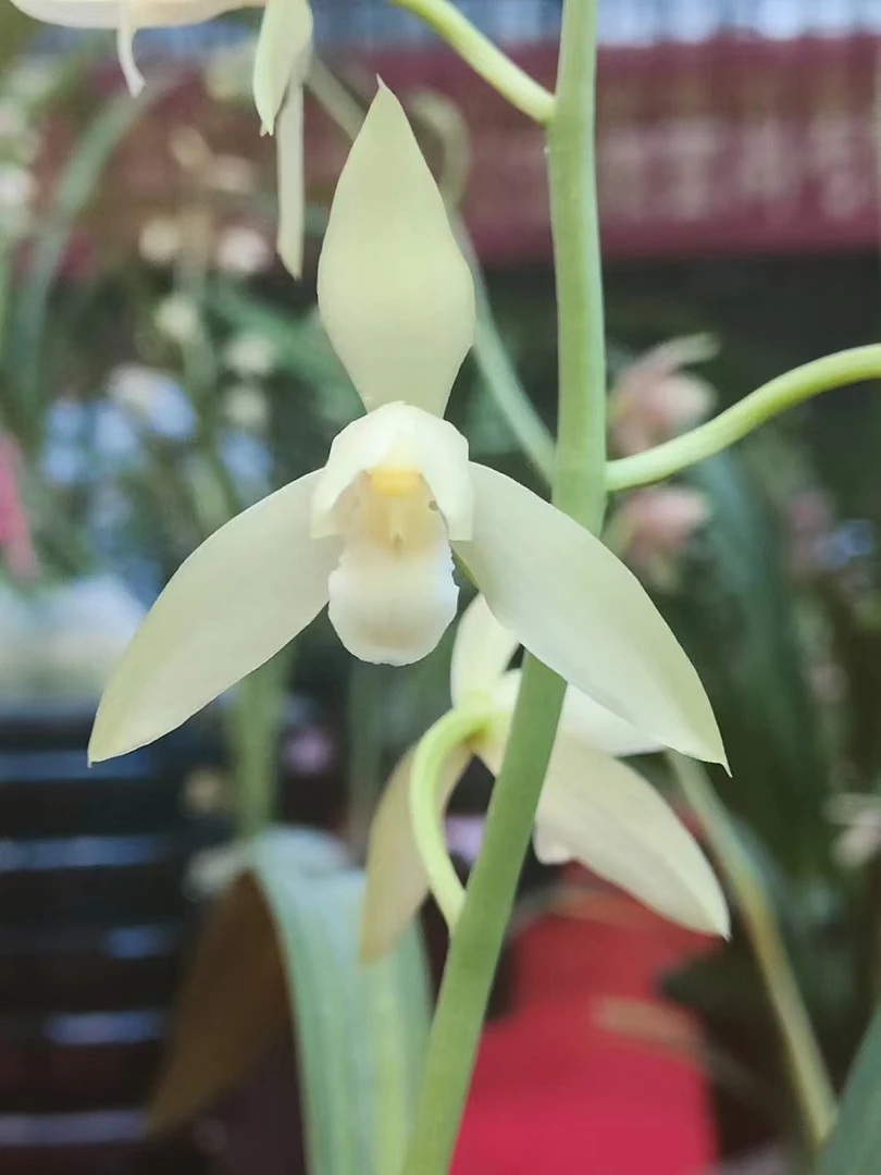 秋榜兰花，花卉绿植，盆栽盆景！