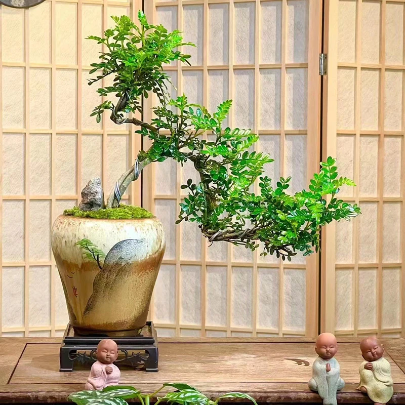 胡椒木飘枝盆景 茶桌玄关精致盆栽雅致室内室外净化空气 好养易活