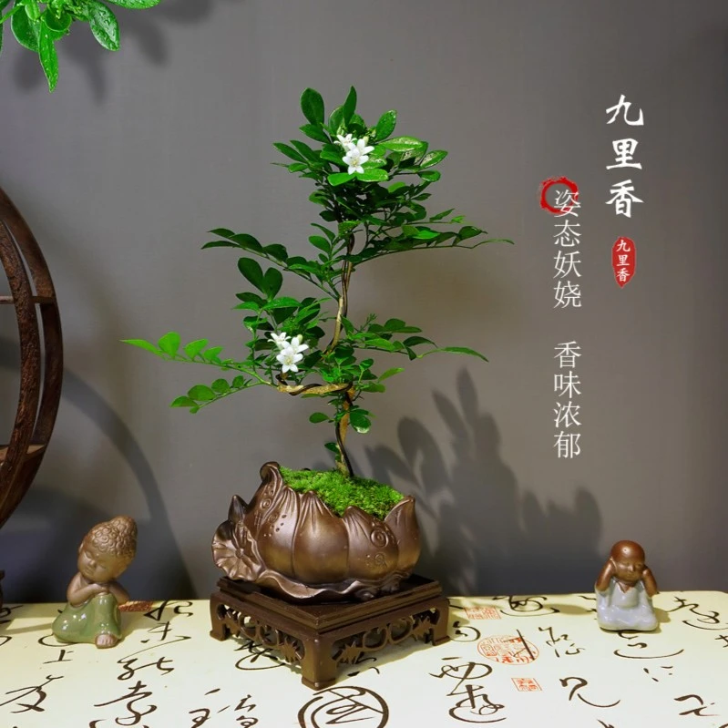 螺旋造型常绿九里香盆栽办公室内驱蚊大小植物盆景好养花卉绿植
