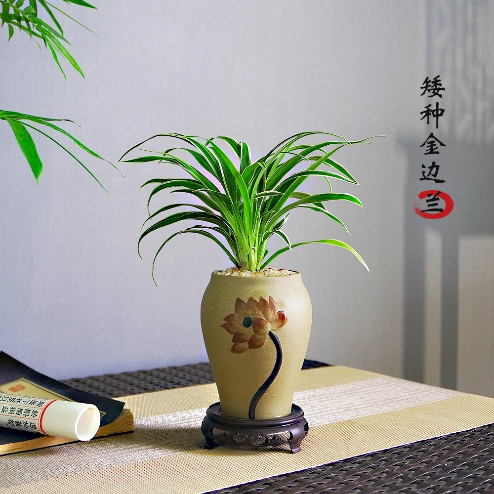 金边吊兰盆栽花卉植物室内阳台四季常青好养绿植净化空气吸甲醛