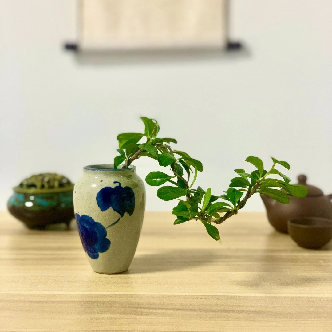 福气之茶福建茶盆栽桌面创意绿植防辐射四季好养