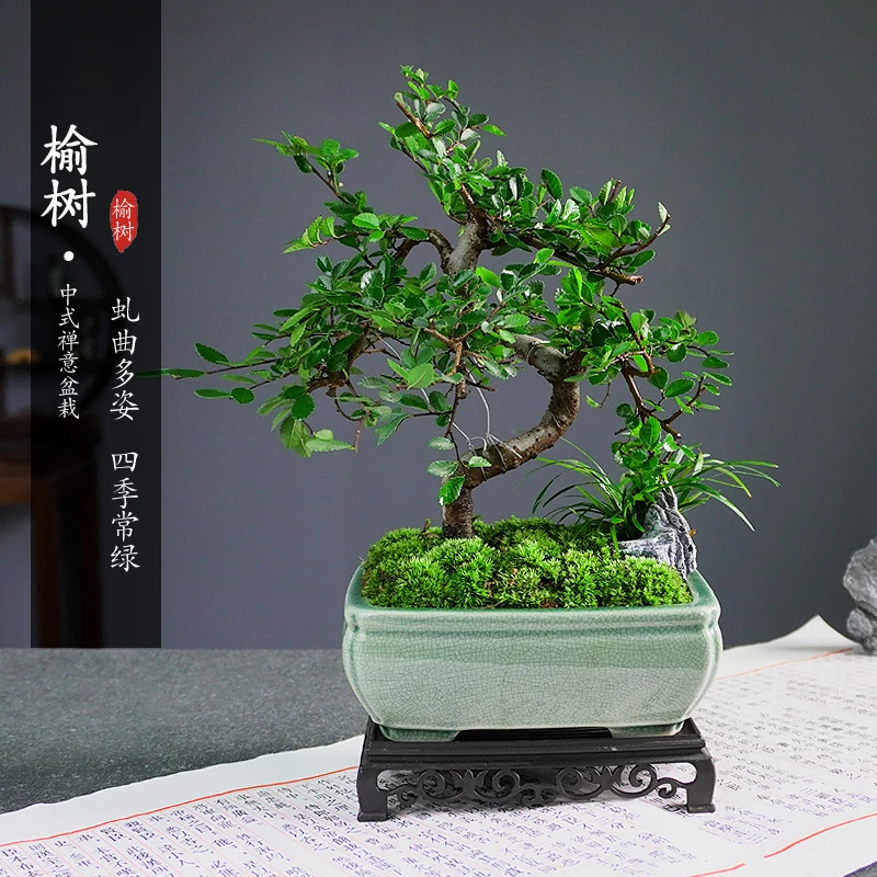 造型小叶榆树盆景老桩S型盆栽植物办公室内茶桌四季常青好养绿植