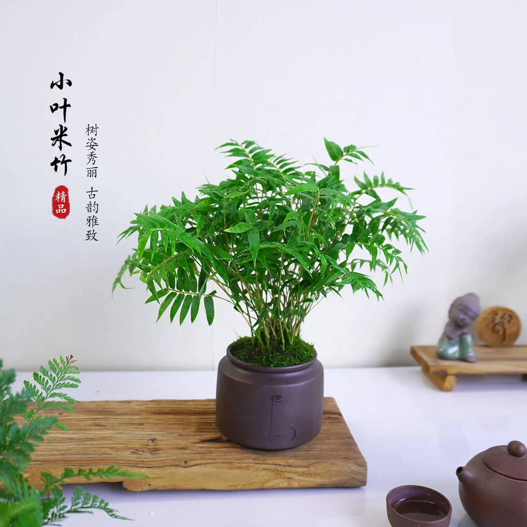 矮种小叶米竹盆栽室内桌面好养绿植四季常青净化空气