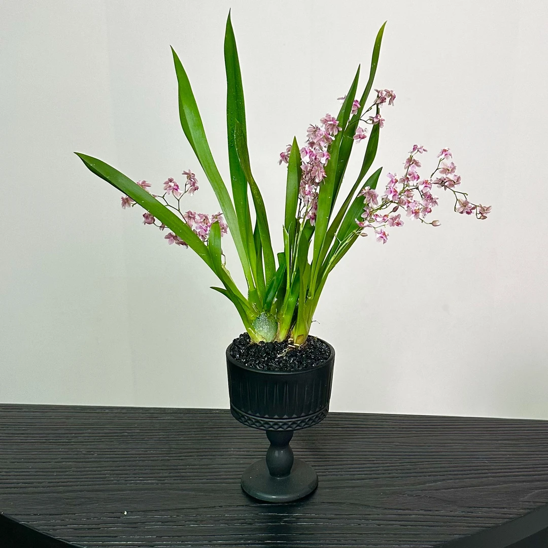 【梦香兰】奶油花香味灵动可爱梦香兰带花剑盆栽苗阳台窗边桌面绿植