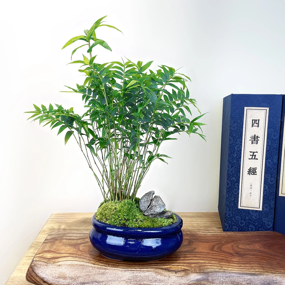 矮种小叶米竹盆景四季好养桌面绿植盆栽