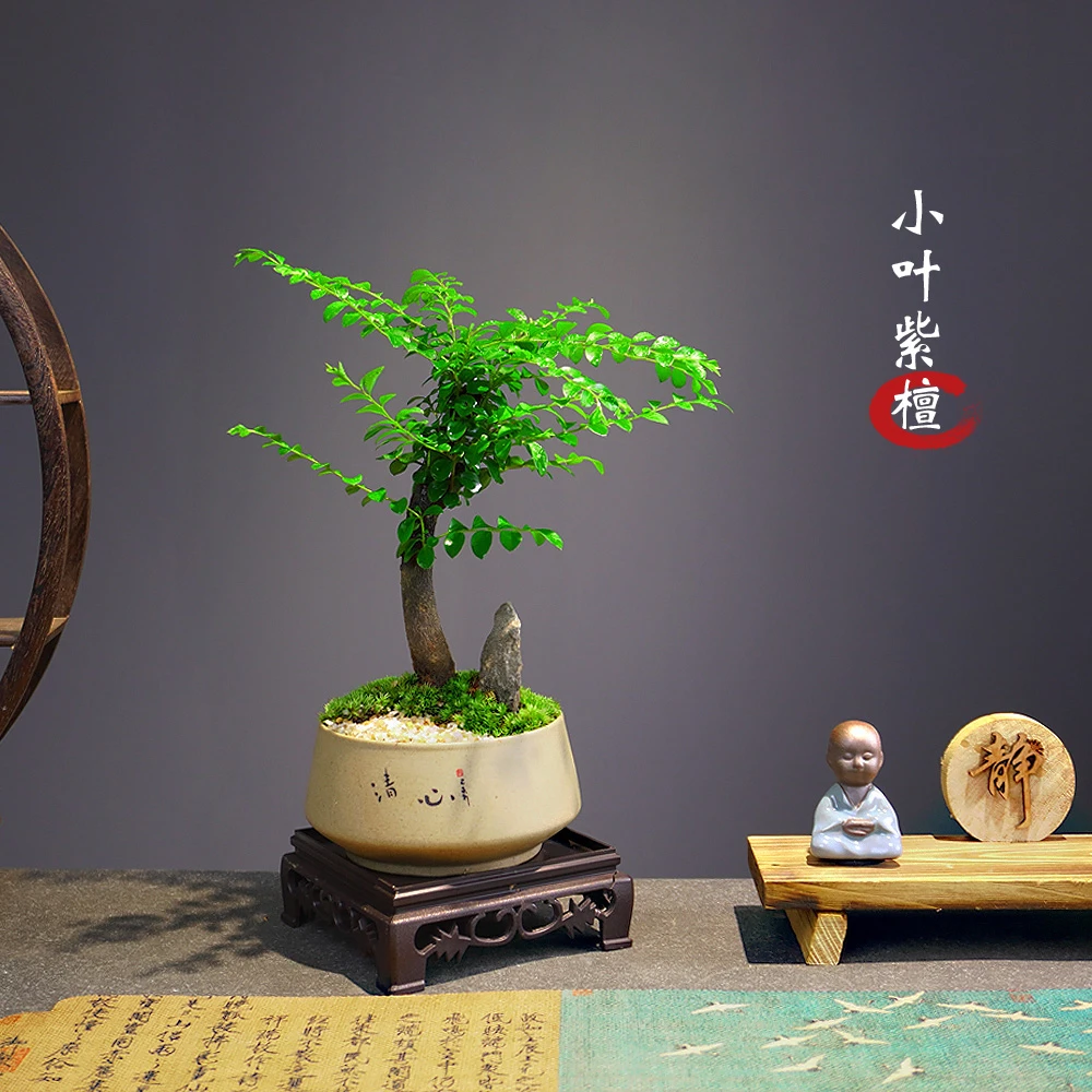 黑骨茶盆栽紫檀单杆绿植室内盆景客厅办公室桌面中式盆栽摆件植物