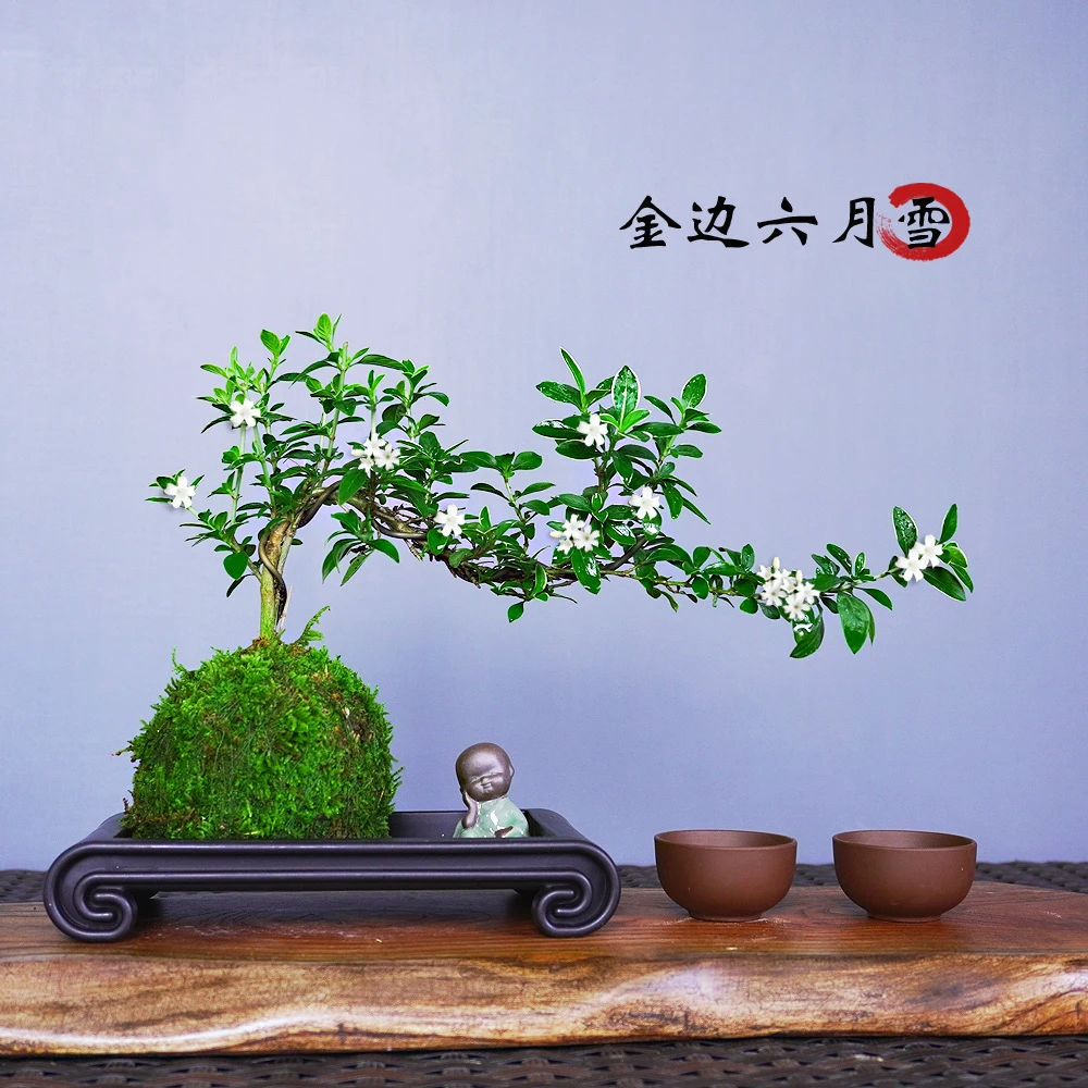 苔藓球金边六月雪悬崖造型盆景室内桌面禅意微景观四季好养易活