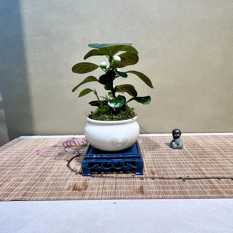 小盼菩提树盆栽阳光招财办公桌花卉新中式办公室客厅桌面绿植盆景