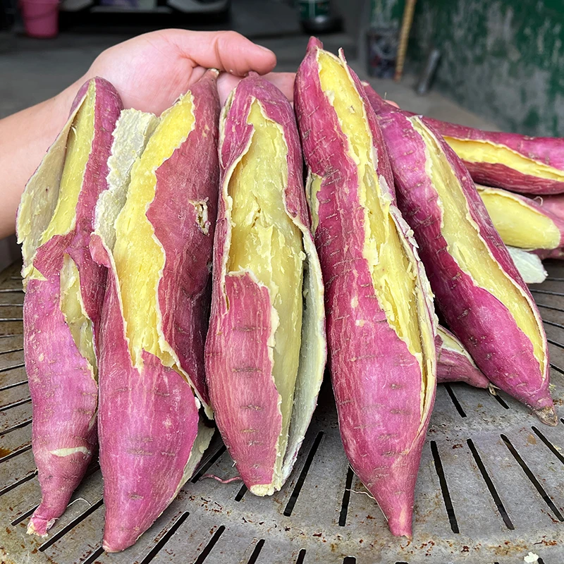 陕西临潼沙地板栗红薯农家种植小香薯粉糯香甜地瓜山芋番薯5/9斤