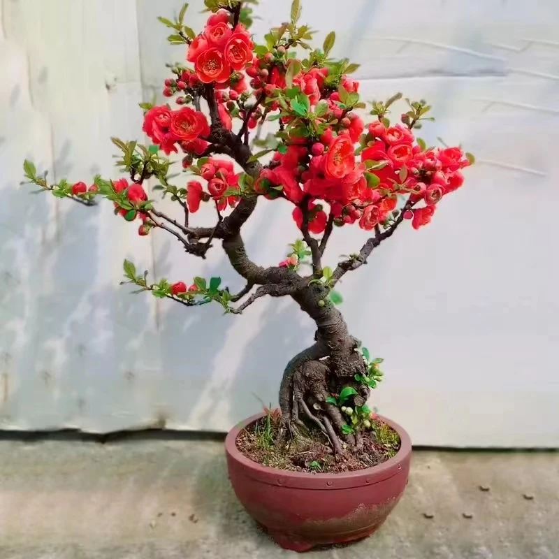 长寿冠海棠多种海棠花盆栽盆景四季开花南北方耐寒