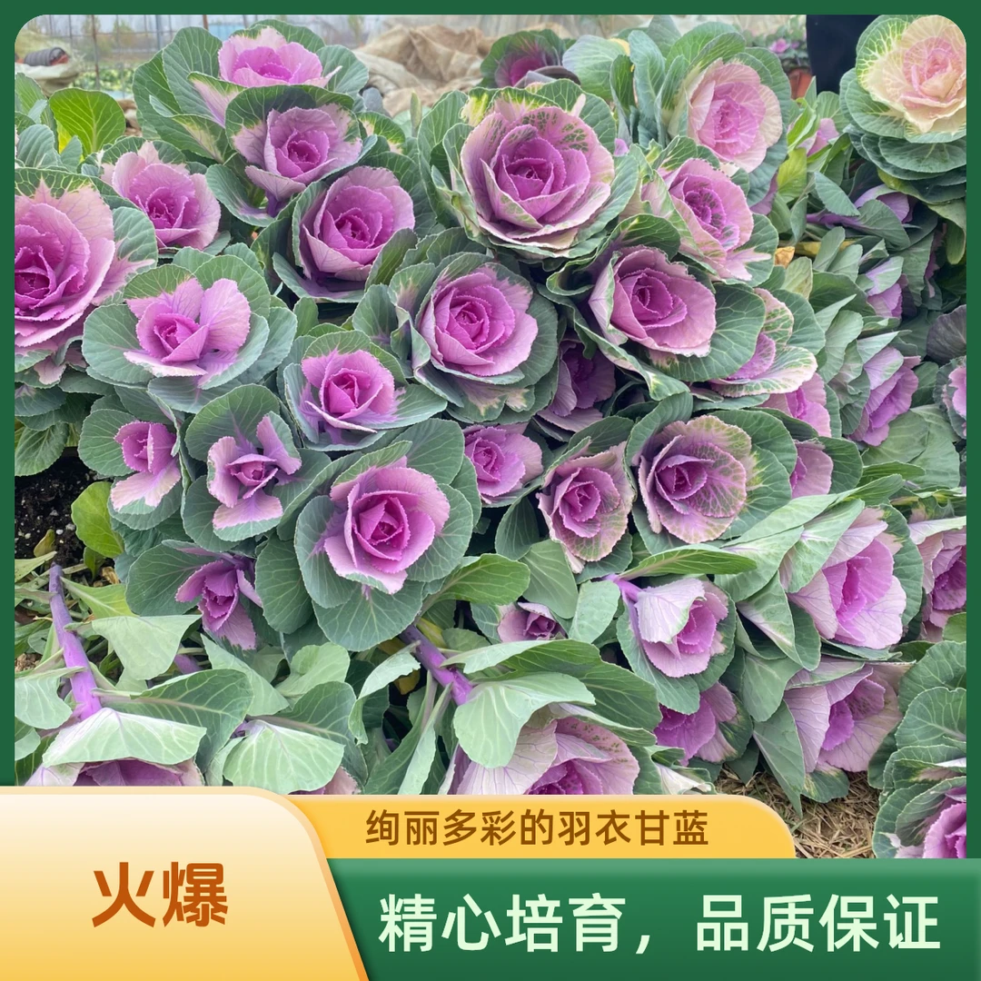 【一物一拍】羽衣甘蓝多头单头老桩盆栽冬天耐寒庭院阳台种植