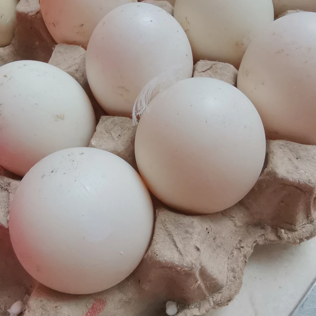 当天现捡德系企鹅鸭蛋农产品蛋食用蛋企鹅鸭可孵化