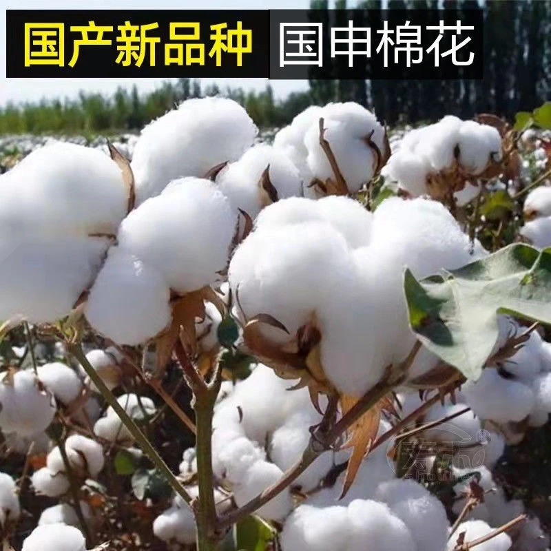 棉花种子河北万嘉种业百棉1号抗病耐黄春播棉花种籽大田种植高产