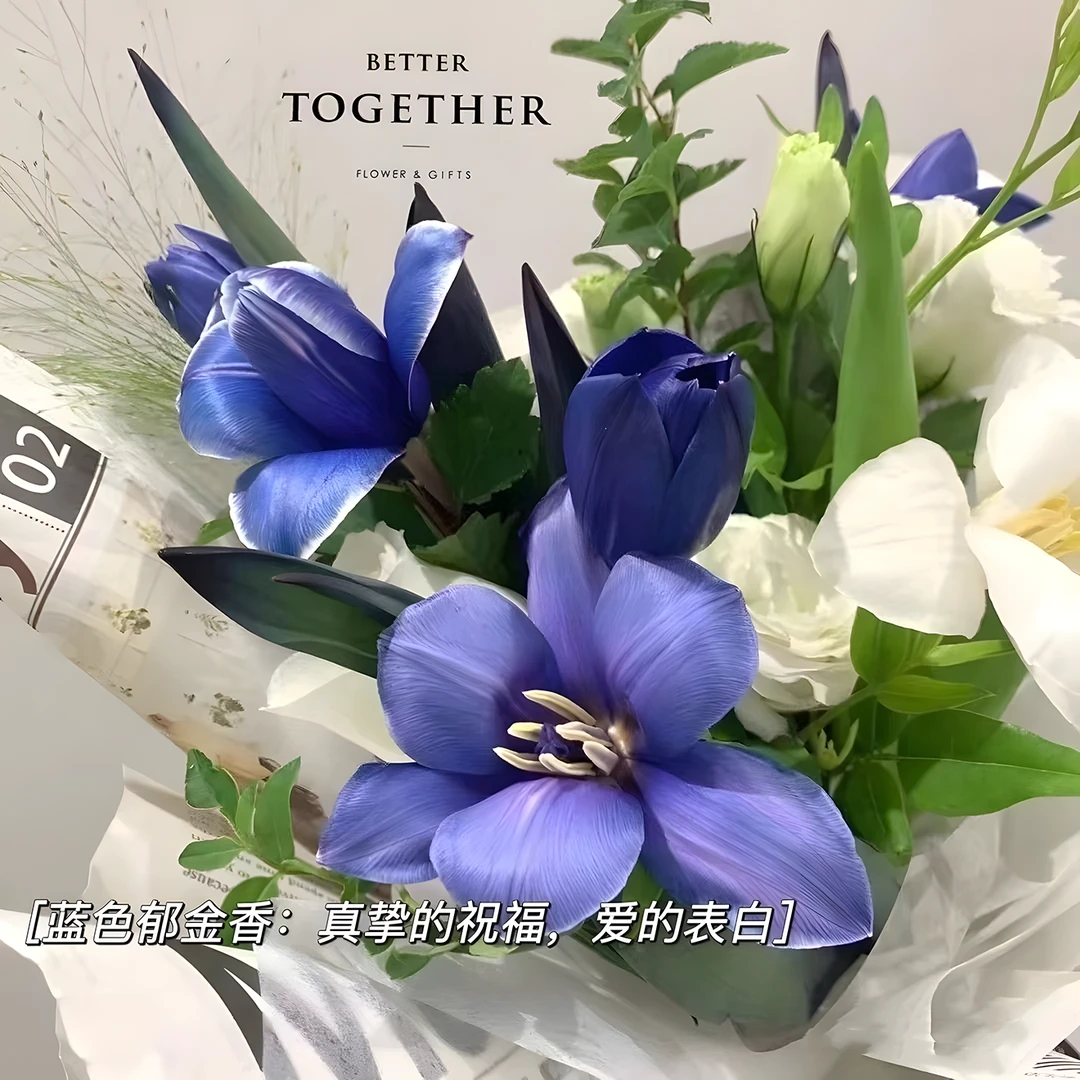 稀有蓝精灵水培郁金香种球多色耐寒花卉盆栽重瓣大球室内外花好养