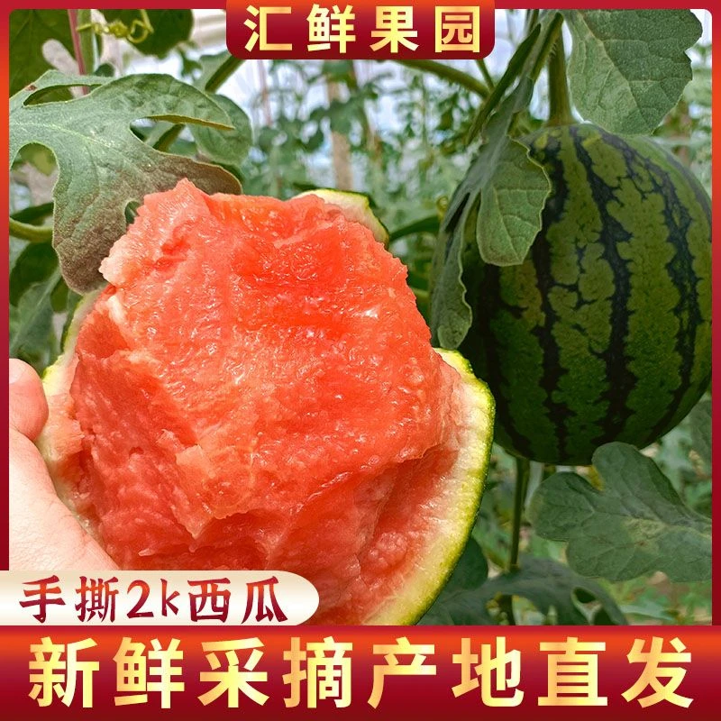 【汇鲜萃】潍坊小糖丸西瓜 手剥皮西瓜 手撕西瓜3-9斤可选 坏果包赔