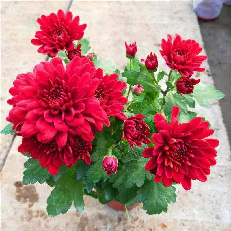 【带花苞发货】荷兰菊盆栽菊花苗室内外阳台绿植好养四季耐寒花卉