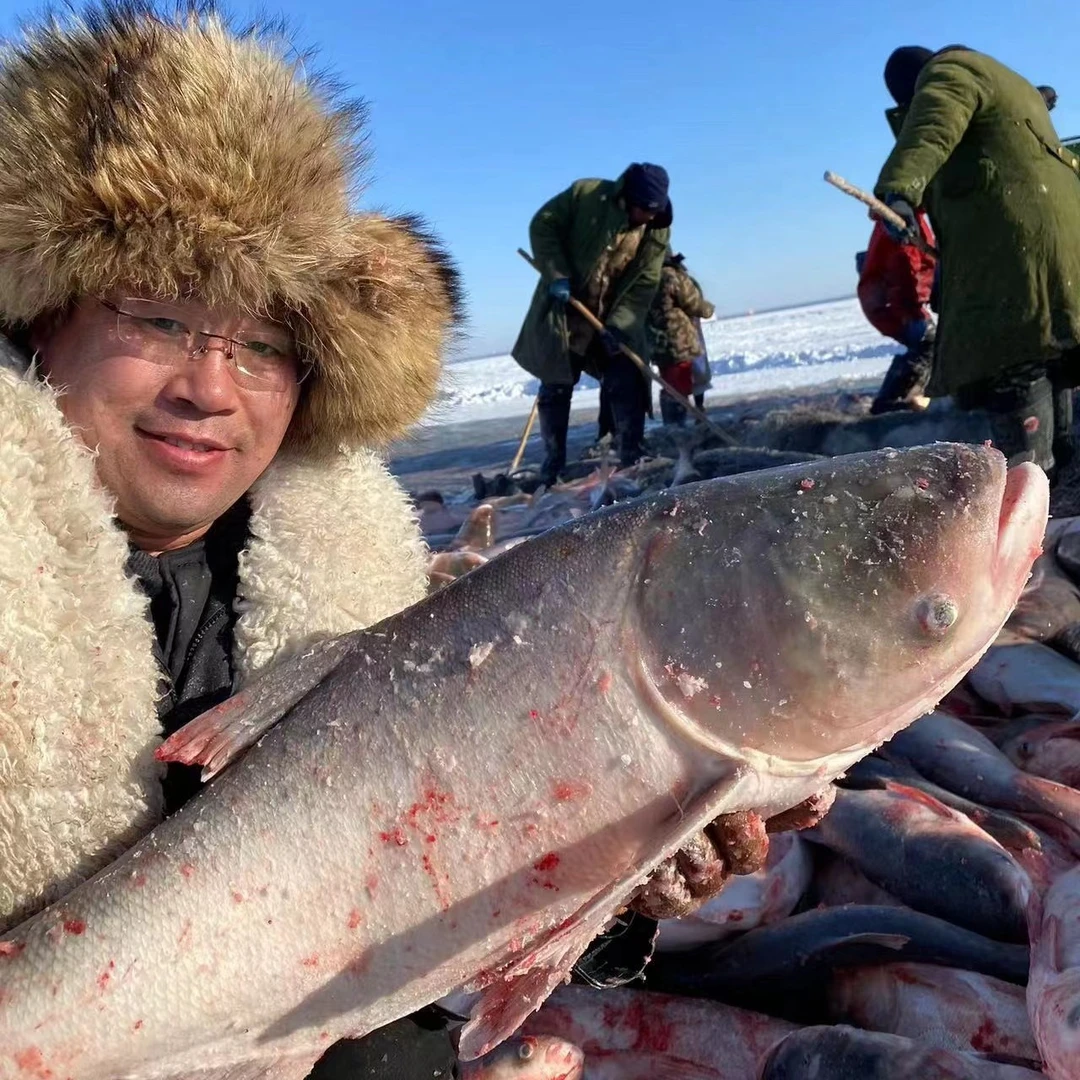 东北冷水大胖头鱼一箱（2条共10斤）（速冻锁鲜发货包邮）