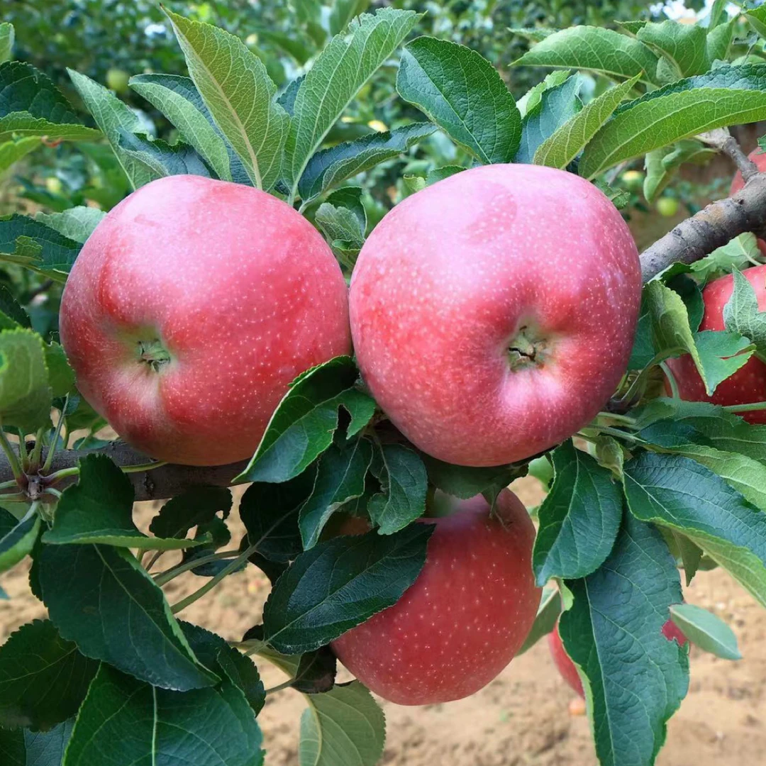 陕北山地苹果红五星 现摘现发10斤顺丰包邮