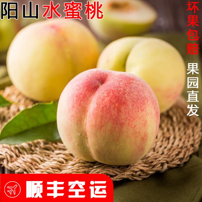 阳山水蜜桃现摘水果 现采现发顺丰冷链  5两左右 8只礼盒装新鲜