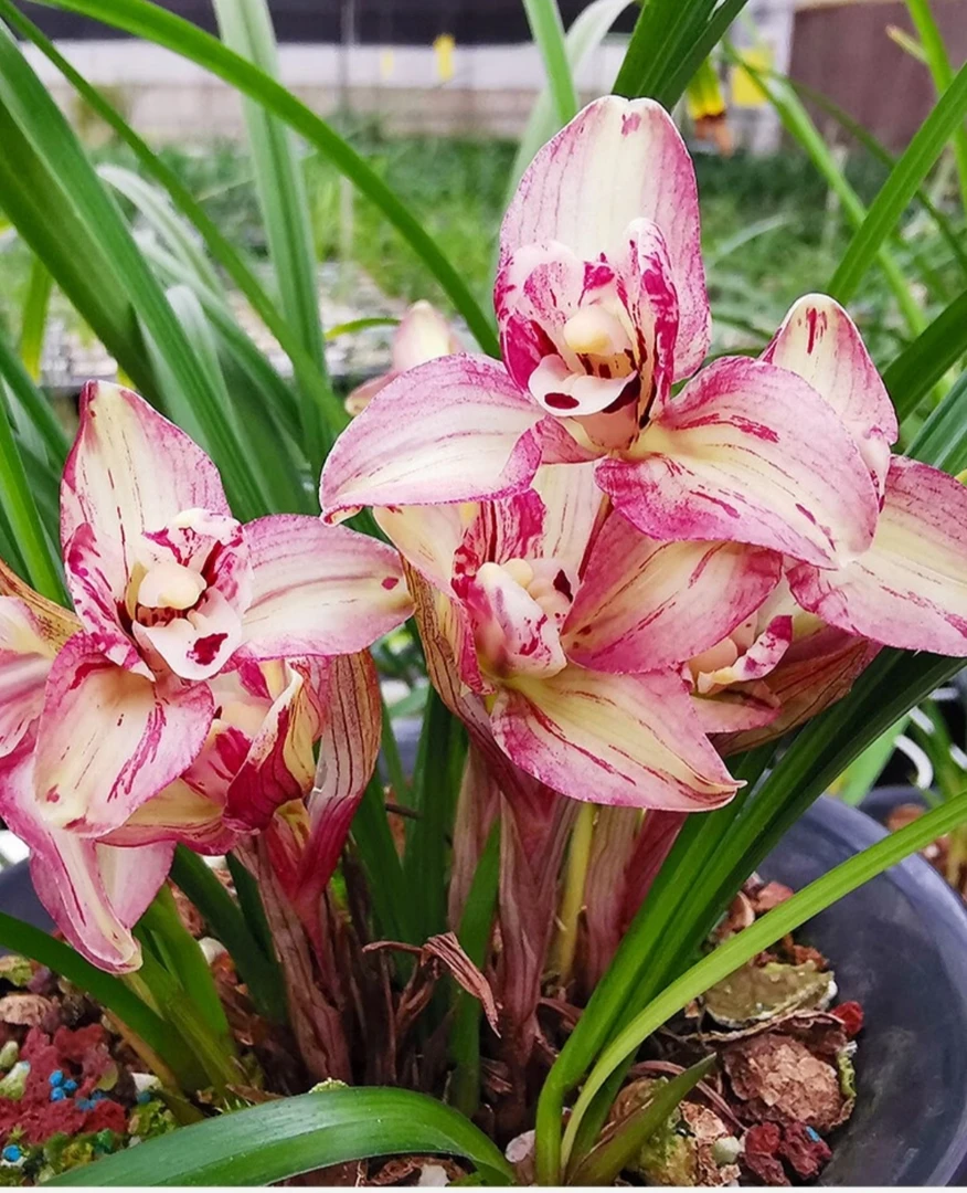 直播间兰花一物一拍