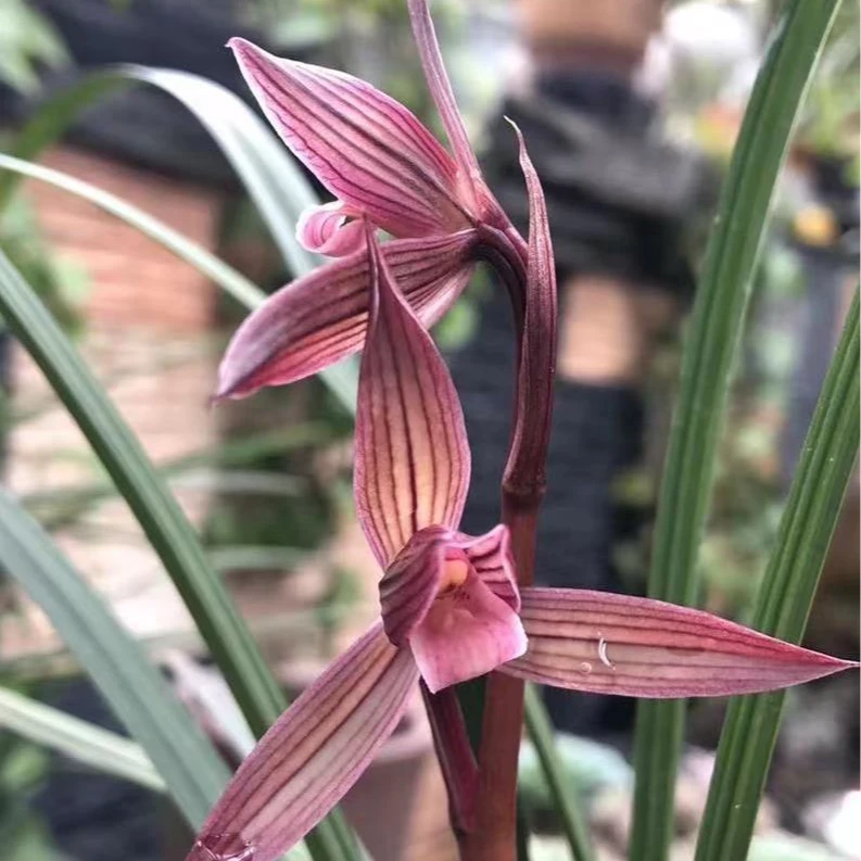 春剑：中华红素（2-3苗）