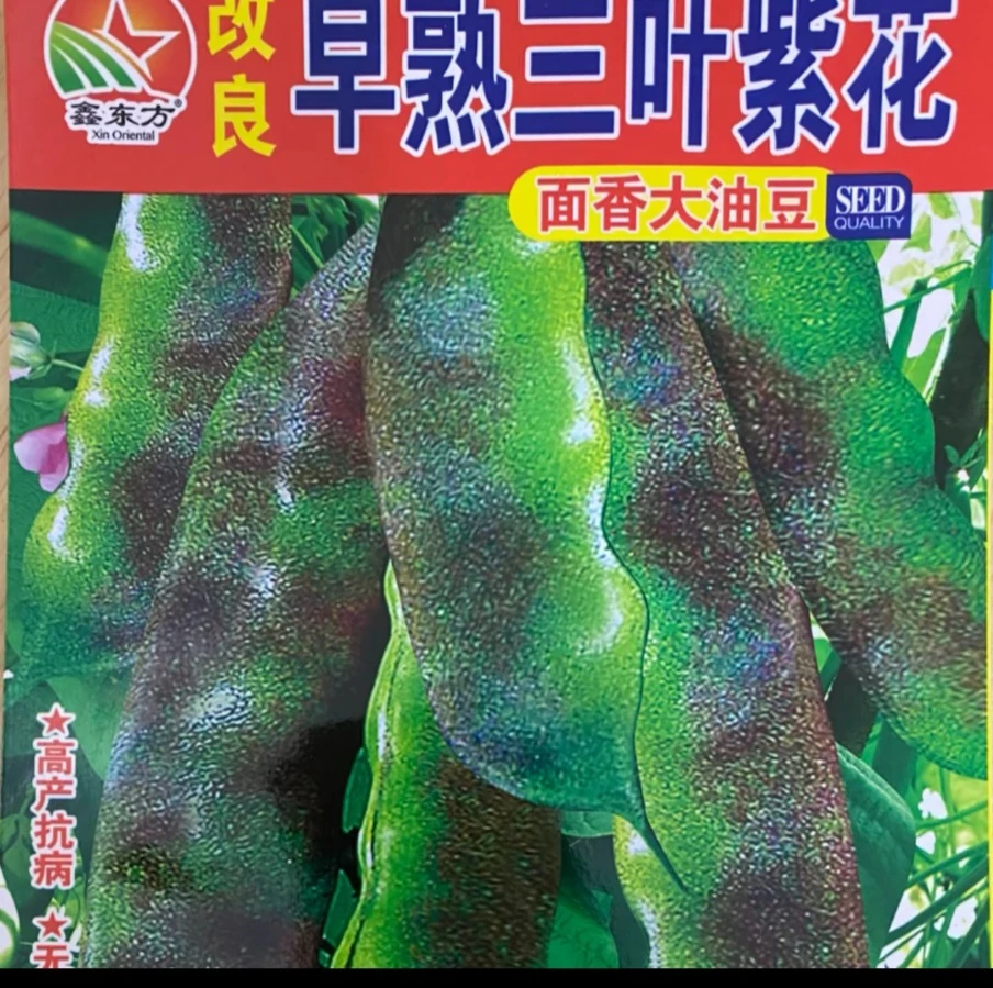 早熟三叶紫花大油豆角种子