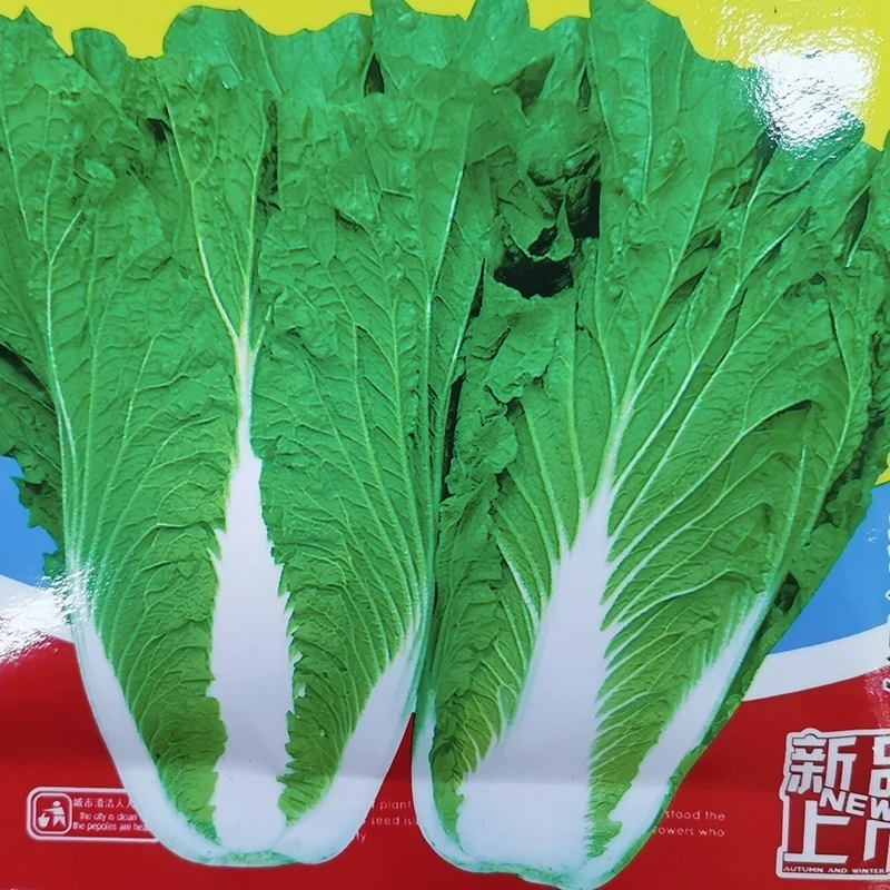 鑫东方饭包菜种子