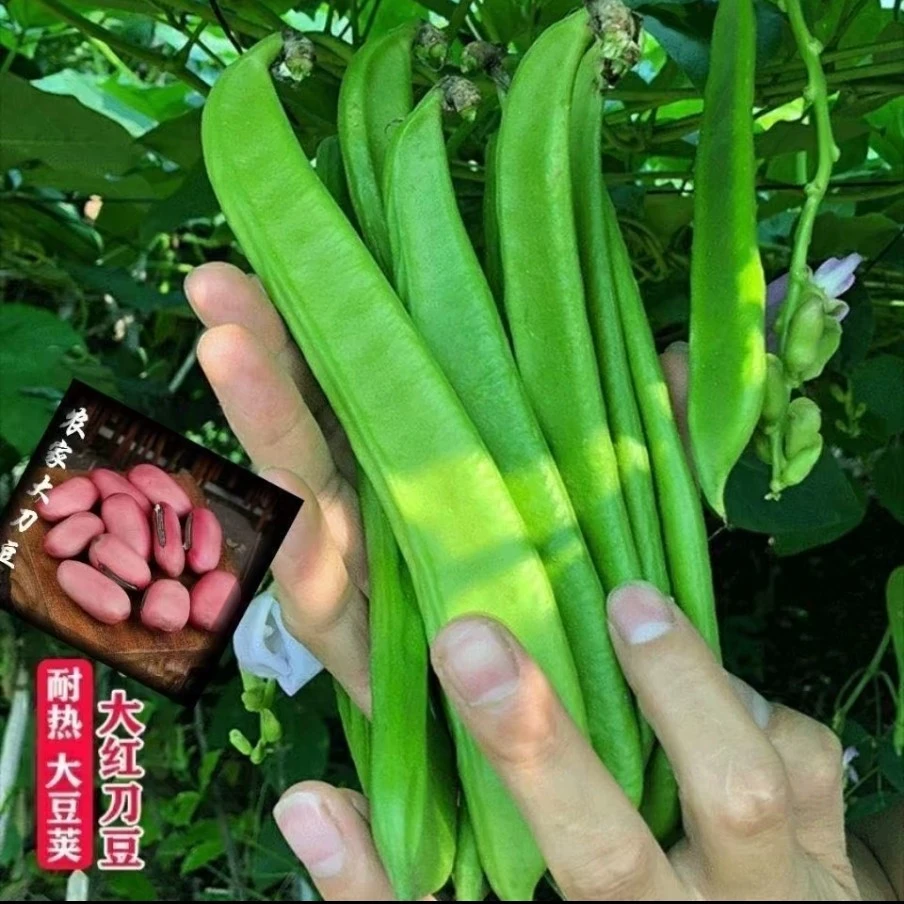 提纯大刀豆种子，