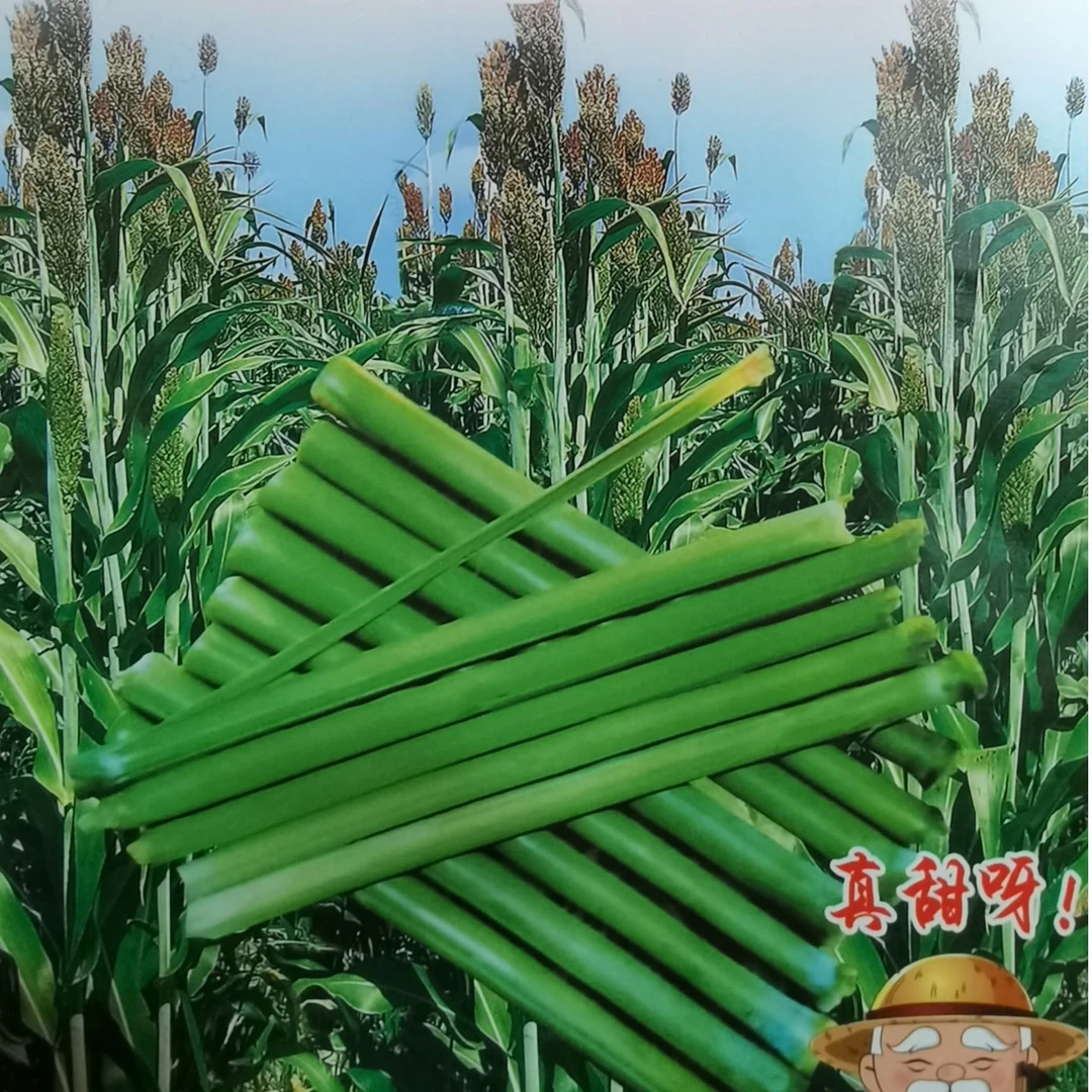 鑫东方种业棵棵甜甜杆种子