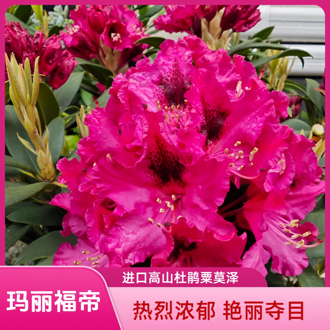进口高山杜鹃玛丽福地粟莫泽冷凉花卉原盆原土发庭院地栽盆栽花卉