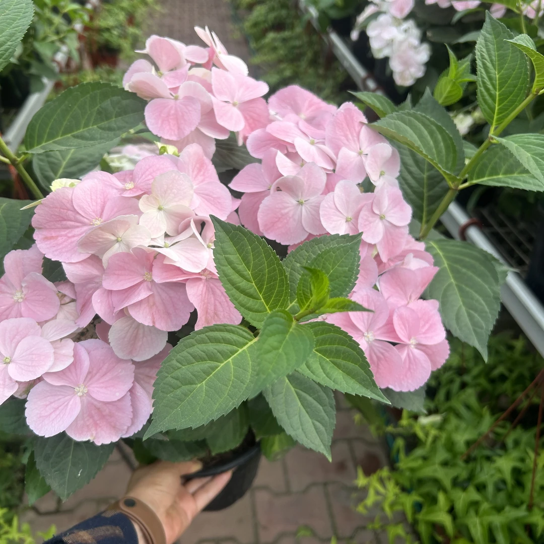 落跑绣球新娘带花苞春夏秋开花盆栽庭院花卉