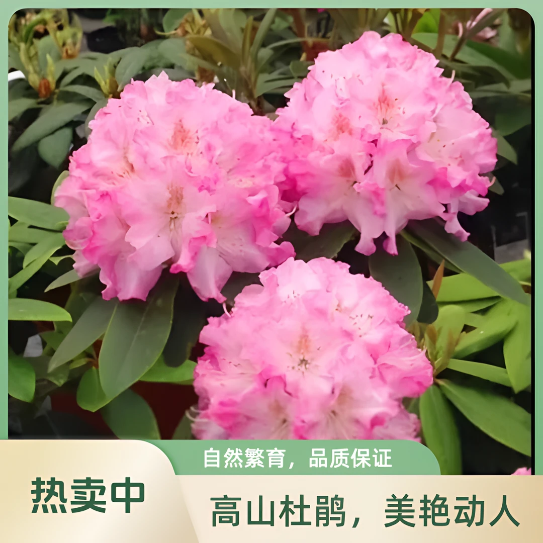 进口高山杜鹃冷凉花卉原盆原土发货直播链接庭院地栽盆栽观赏花卉