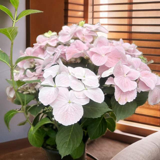 绣球爬藤落跑粉色白色逃跑新娘春夏秋开花带花苞发货盆栽庭院花卉