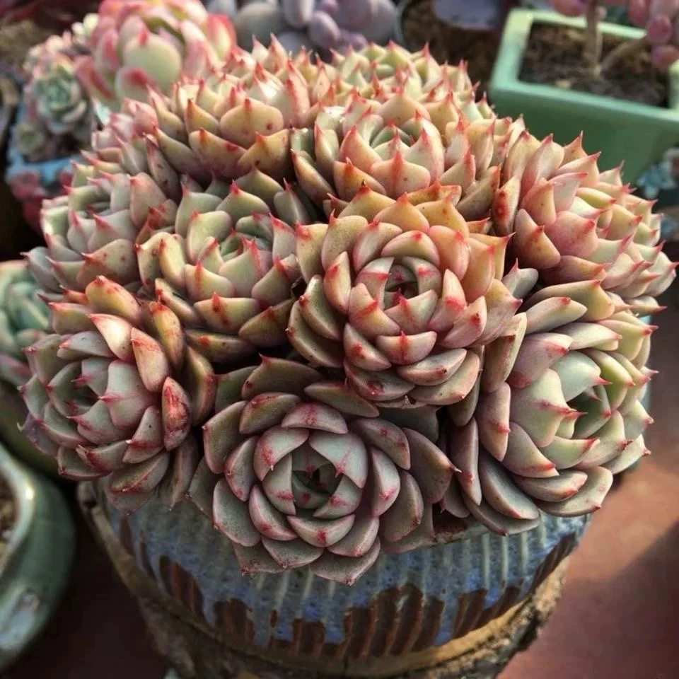 笨巴群生精品多肉植物 新人好看好养