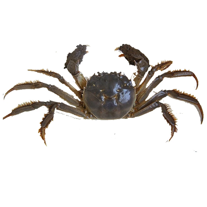 母河蟹约1.1两-1.5两/只 称重