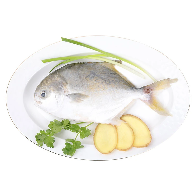 冰鲜金鲳鱼称重 约650g/条