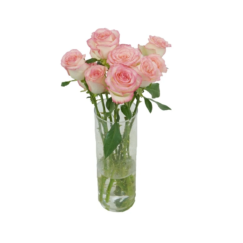 【鲜花】单头艾莎玫瑰 粉色 10枝