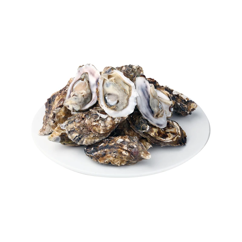 鲜活 生蚝 称重