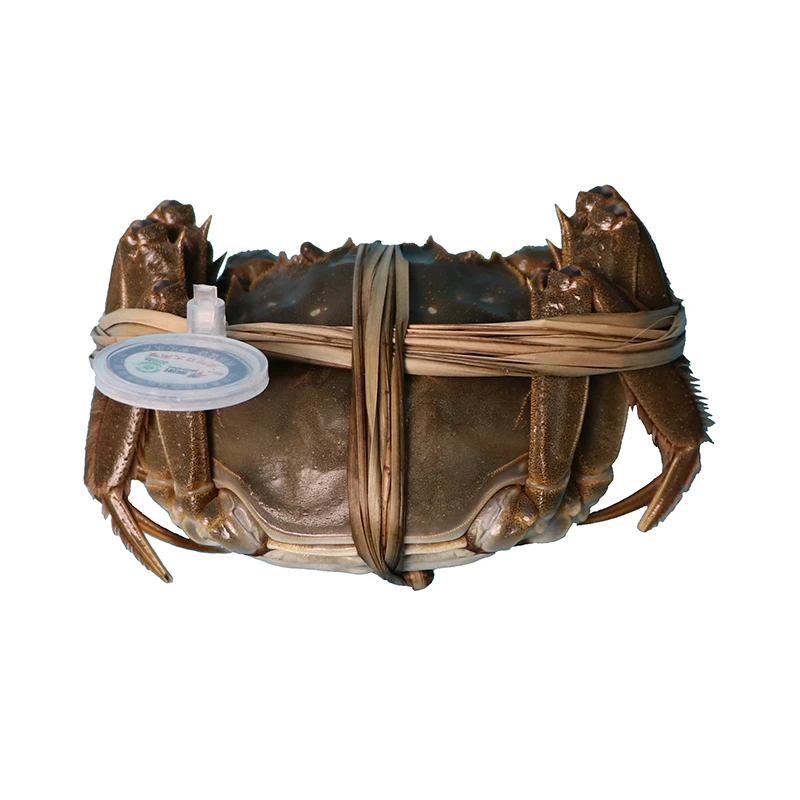 黄河口大闸蟹母115g-125g/只