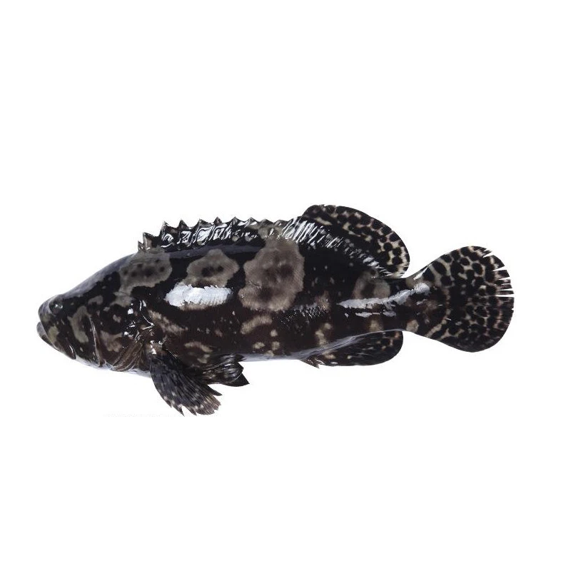 【鲜活】龙胆石斑鱼500g以上/条