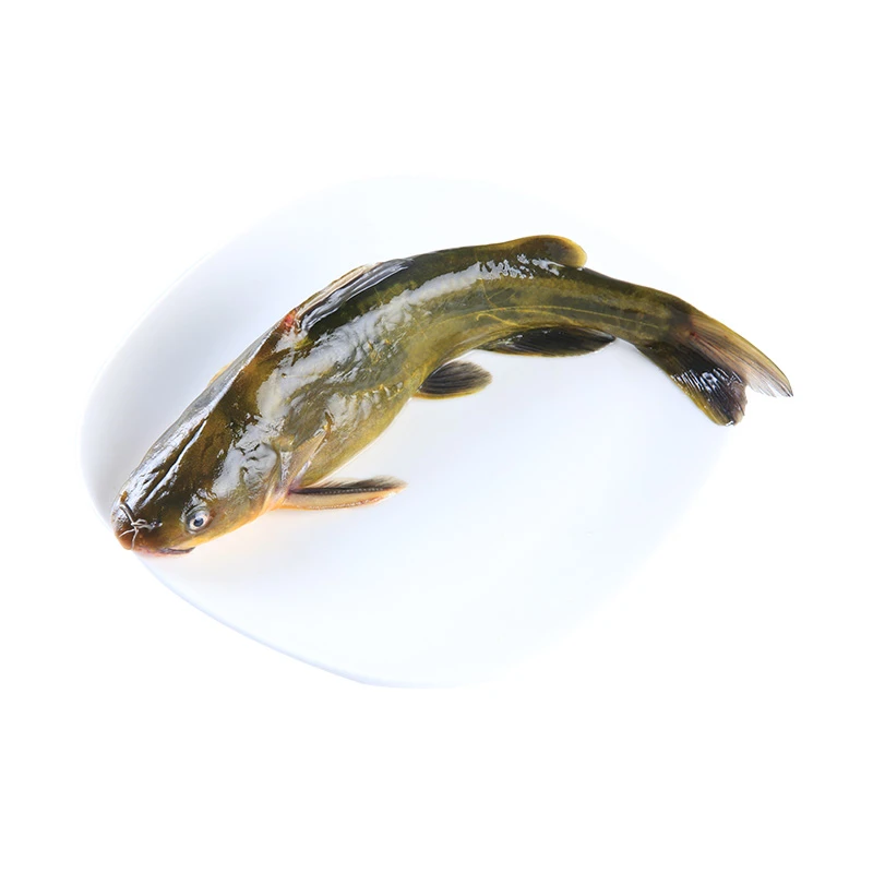 鲜活昂刺鱼150-200g/条