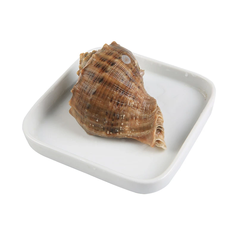 （鲜活）海螺 称重