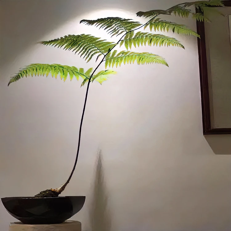 【老桩蕨类带叶发】凤尾蕨室内水培绿植好养虹鳞蕨土培植物禅意植物
