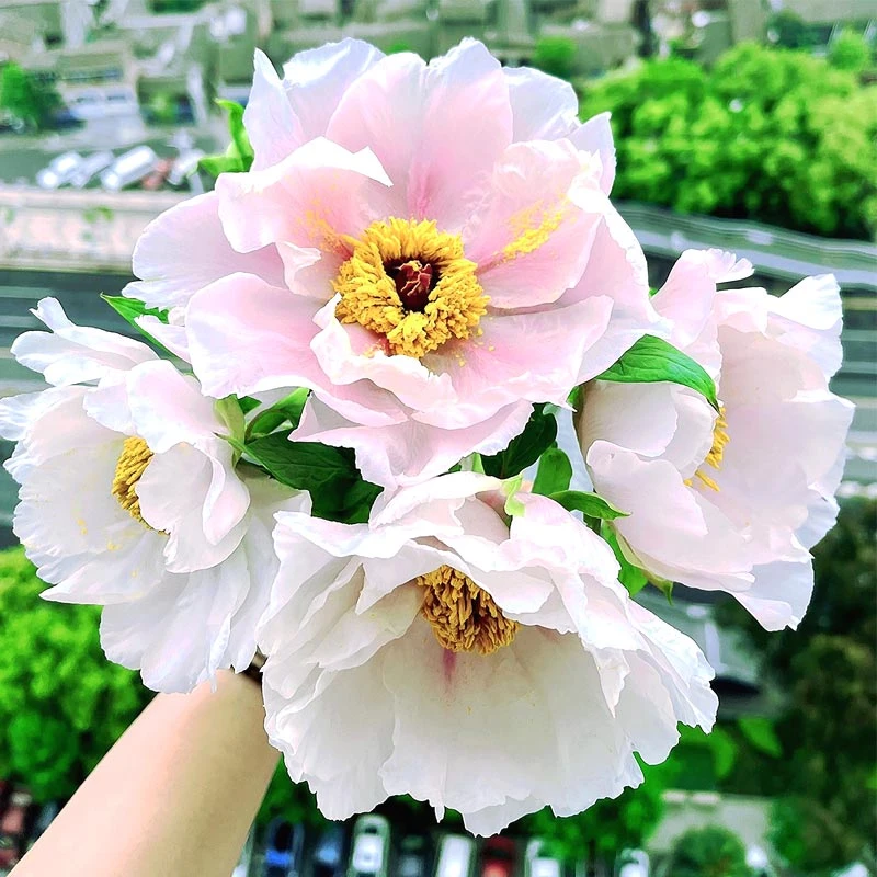 四川油画牡丹鲜花观赏家庭清晨水培花束产地直供绿色芳香春天单瓣
