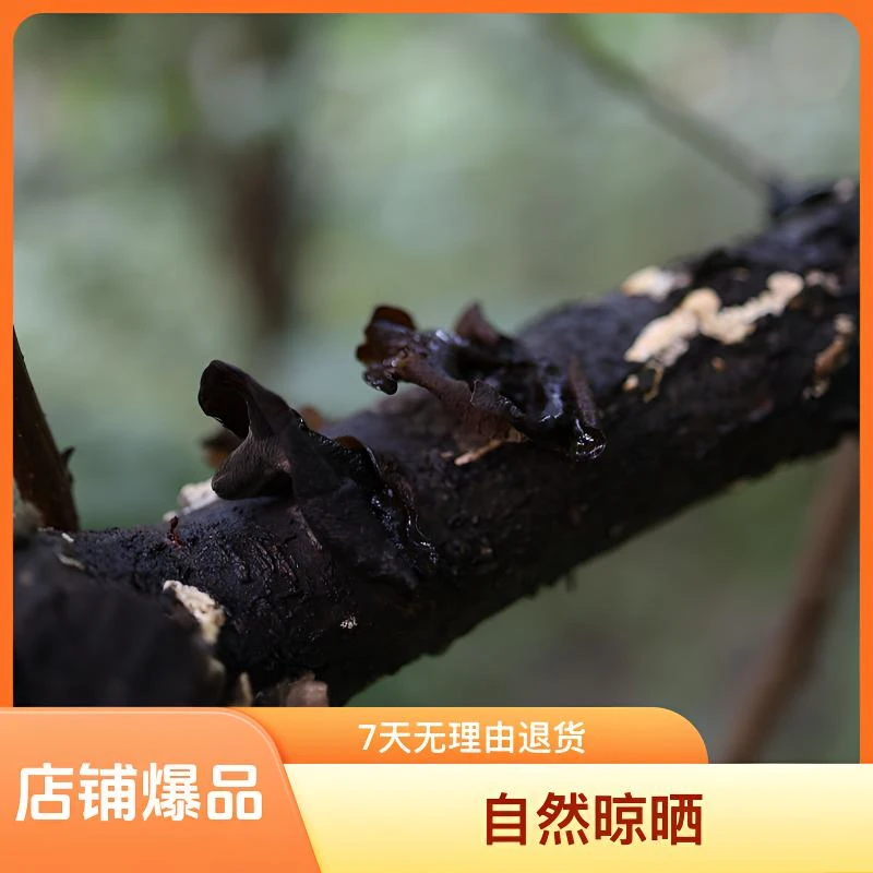 深山黑木耳 野外生长  自然晾晒 大自然味道
