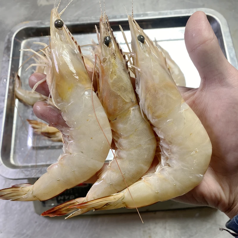 琴岛渔鲜福青岛大虾 近海海捕大虾海鲜直播（14只左右/斤）