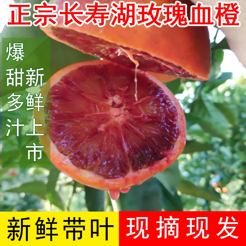 新鲜现摘长寿湖血脐橙子塔罗科玫瑰血橙香甜皮薄送礼（京东快递）