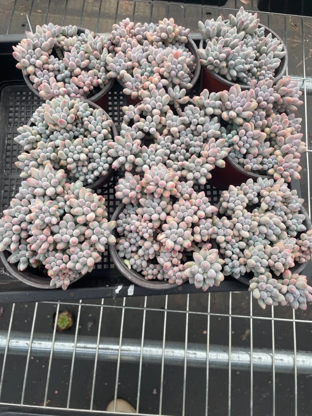 8月19日婴儿手指多肉（筐里随机发