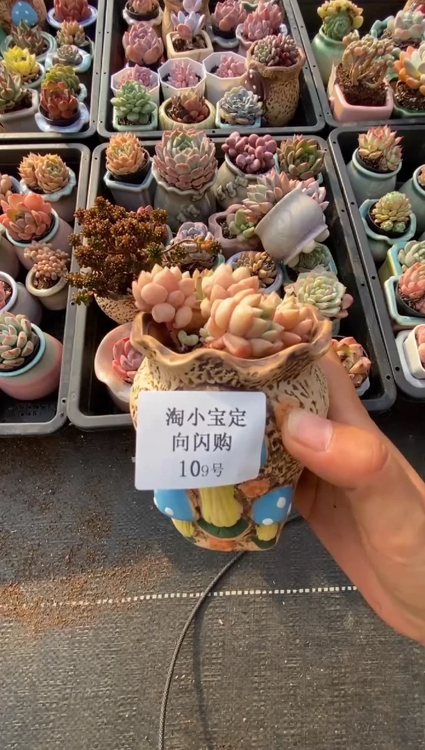 【闪购商品】109号多肉植物闪购
