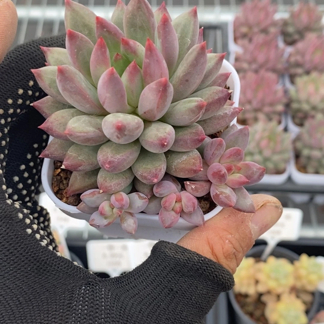 时*❂优选金鱼姬定向闪购